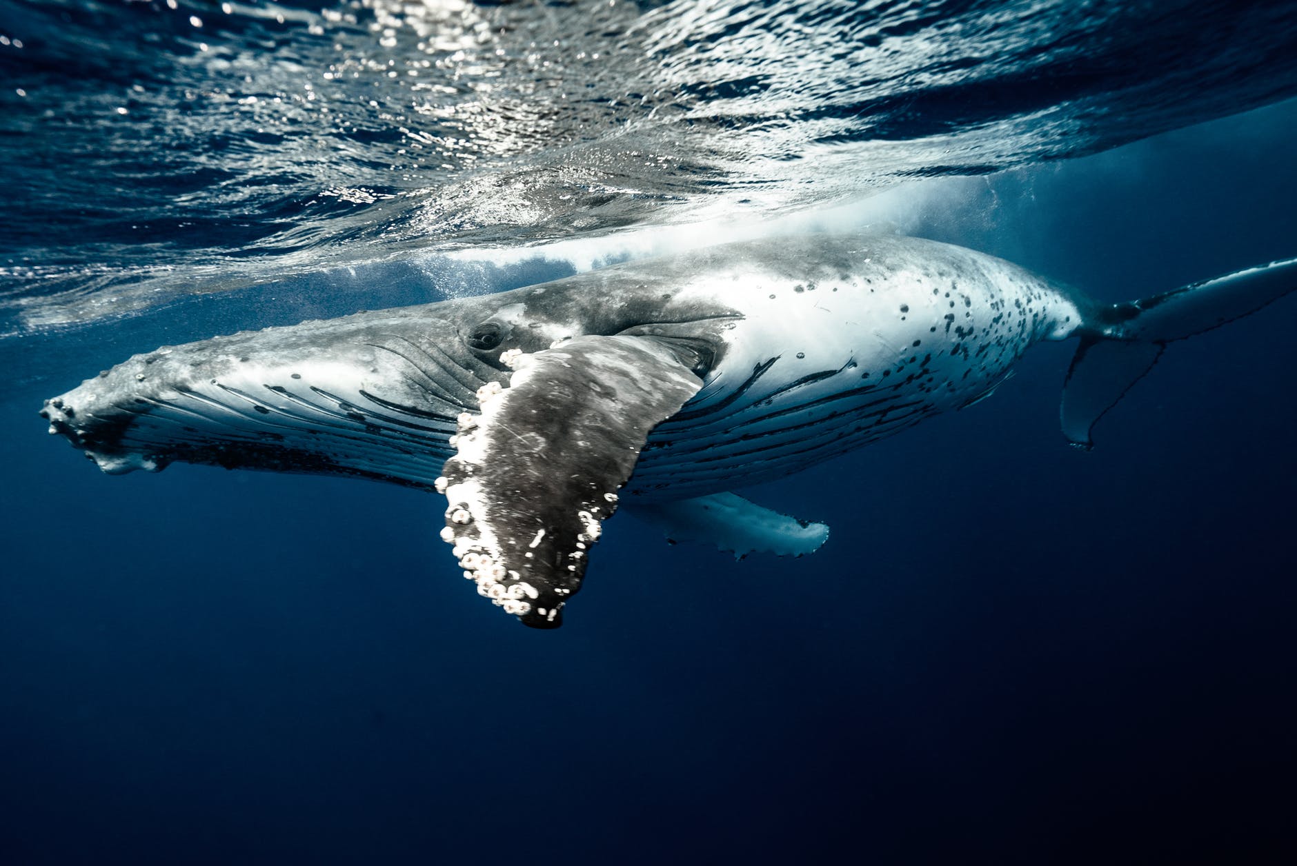 Faszinierende Unterwasserwelt, die größten Lebewesen der Erde leben hier. 