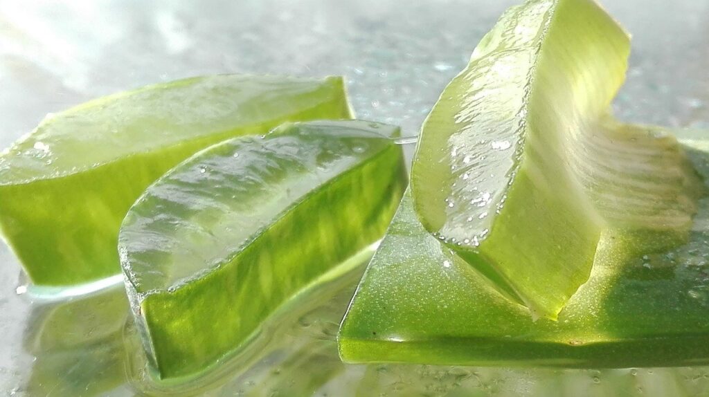 Aloe Vera als Zimmerpflanze für deine Gesundheit als feuchtigkeitsspendendes Wunder.