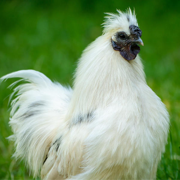 Zwerg Seiden-Huhn Hahn schwarz weiß gefleckt