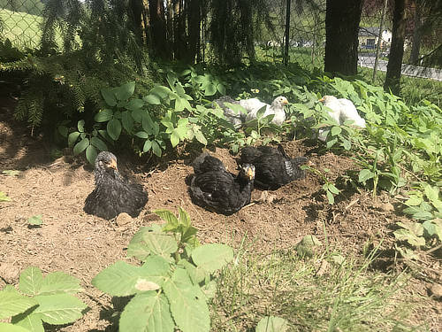 Hühner-Schar beim Sadbad unter Bäumen