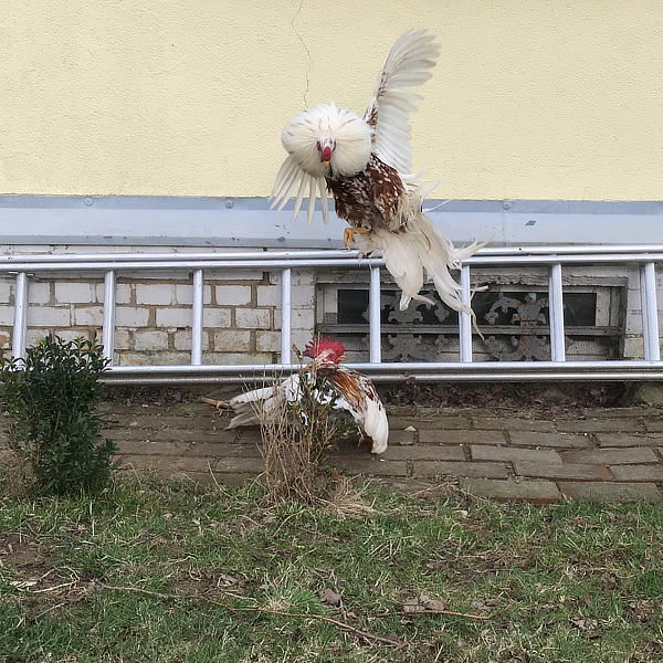 Hühner-Sport, ein Hähnen-Kampf zwischen Yokohama Hahn und schwedischen Blumenhuhn Hahn